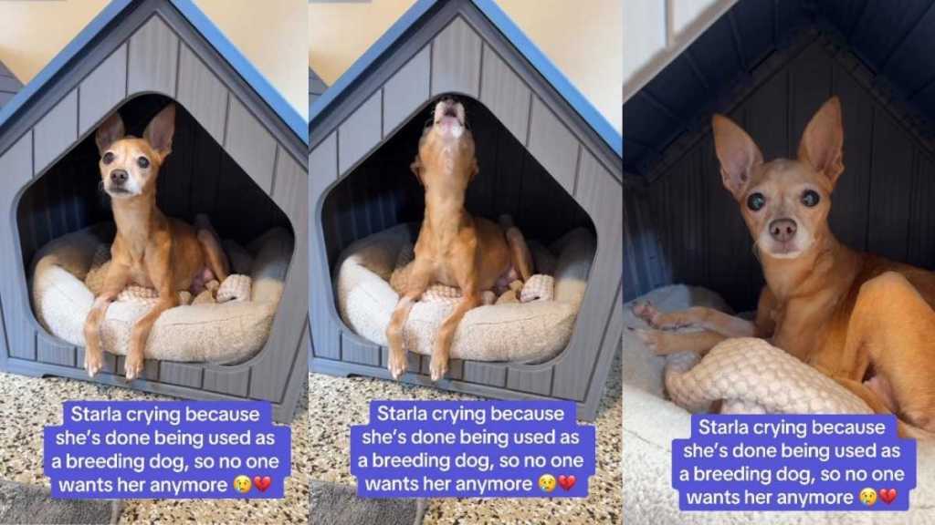 Dog Used for Breeding for Years Finally Learns What Being Cared For Feels Like