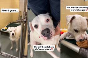 Shelter Dog Loses the Only Home She’s Ever Known When Her Dad Makes a Painful Decision