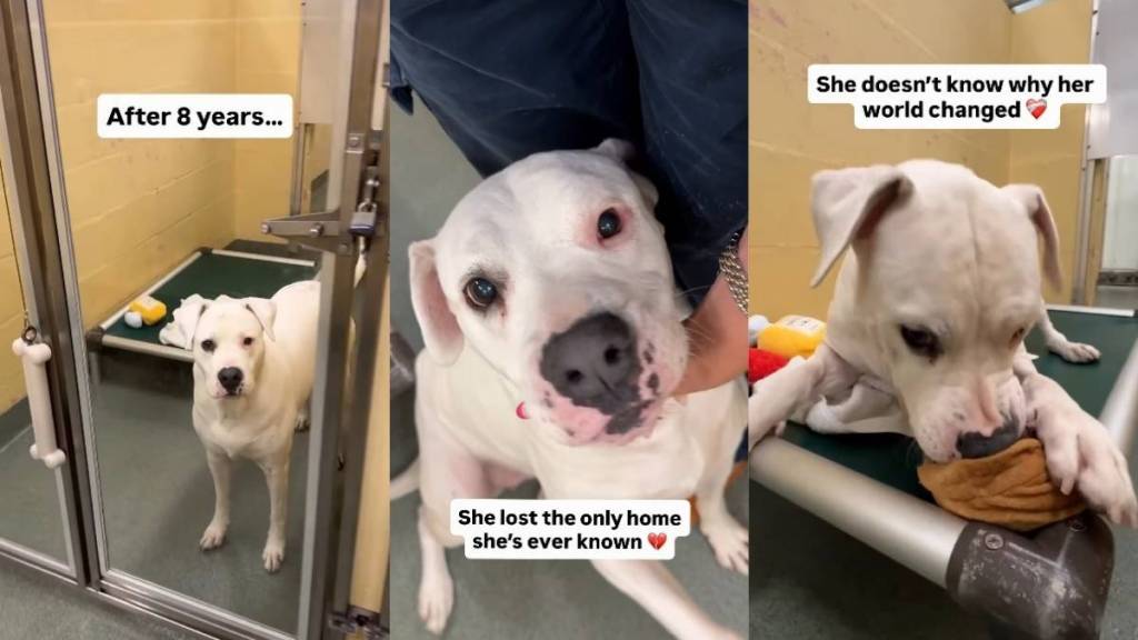 Shelter Dog Loses the Only Home She’s Ever Known When Her Dad Makes a Painful Decision