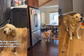 Golden Retriever’s Owner Is Too Slow With the Ice — His Face Says Everything
