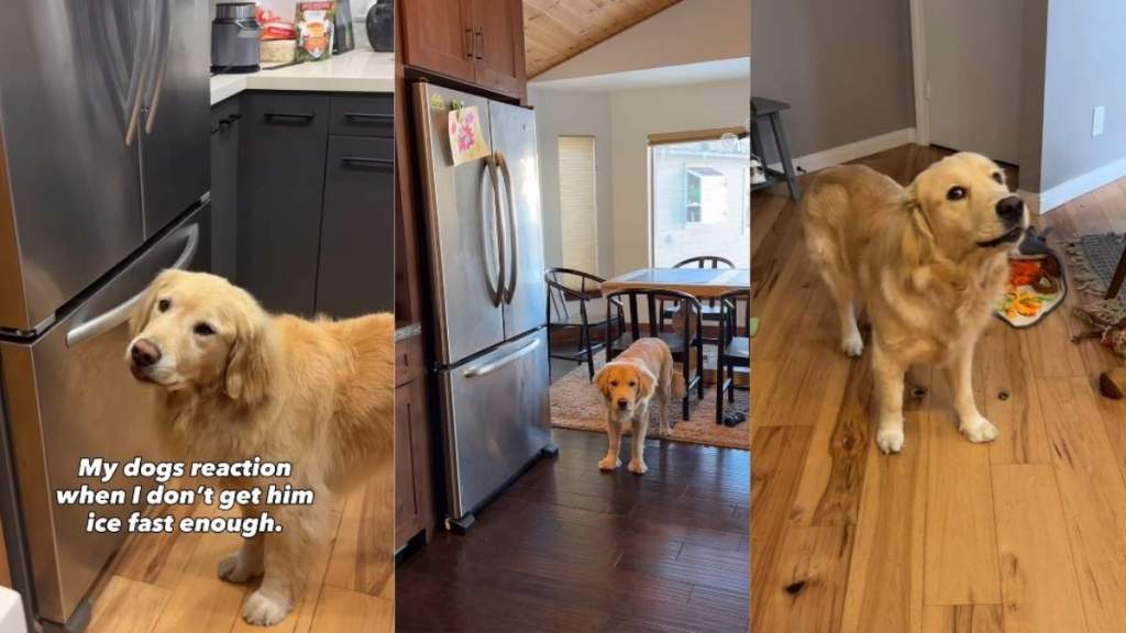 Golden Retriever’s Owner Is Too Slow With the Ice — His Face Says Everything