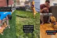Surrendered Golden Retriever Puppy Was 'Too Much' for Her Previous Owners, You Should See Her Now