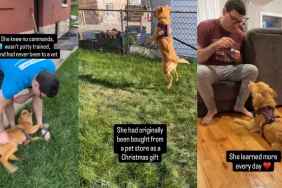 Surrendered Golden Retriever Puppy Was 'Too Much' for Her Previous Owners, You Should See Her Now