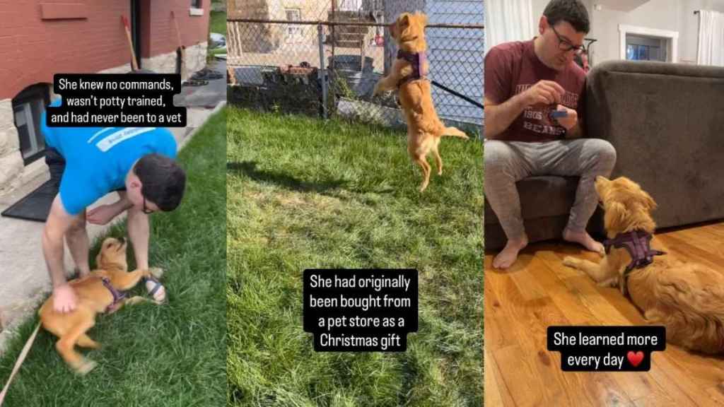 Surrendered Golden Retriever Puppy Was 'Too Much' for Her Previous Owners, You Should See Her Now