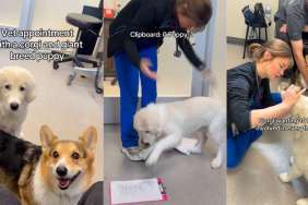 Great Pyrenees Puppy & Corgi Forget They're at the Vet and Just Have Fun