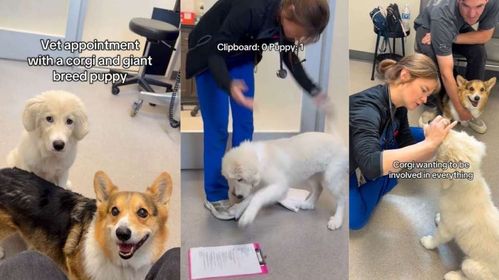 Great Pyrenees Puppy & Corgi Forget They're at the Vet and Just Have Fun