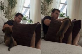Dog Dad Builds a Pillow Wall to Hide His Food, but His Dog Isn't Fooled