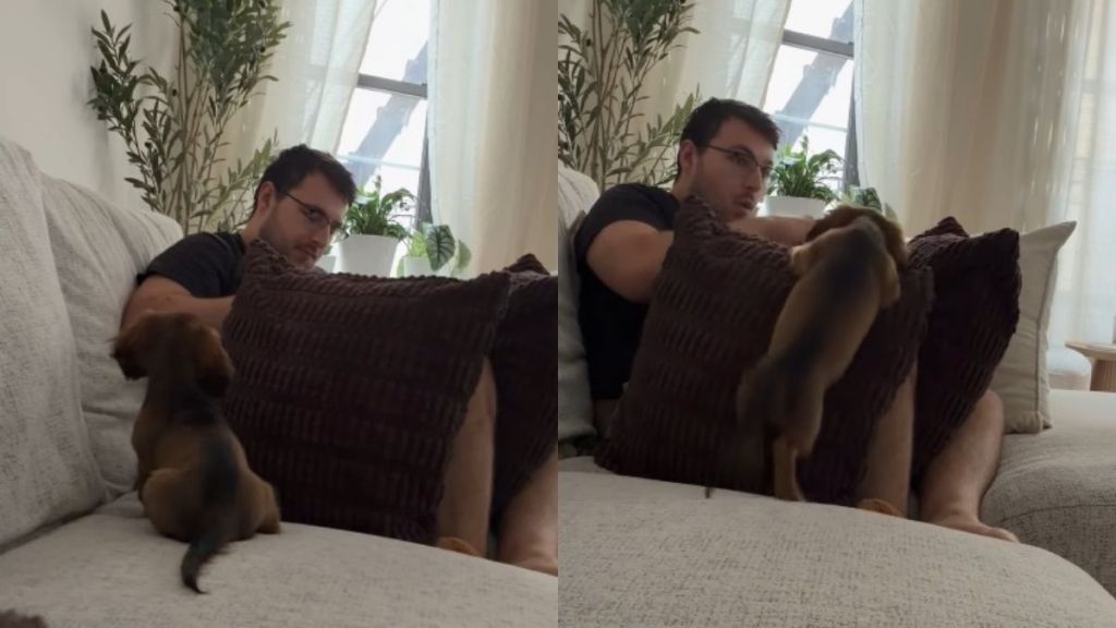 Dog Dad Builds a Pillow Wall to Hide His Food, but His Dog Isn't Fooled