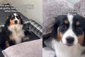 Both Dogs Have the Guiltiest Faces, but Their Crime Is Still a Mystery