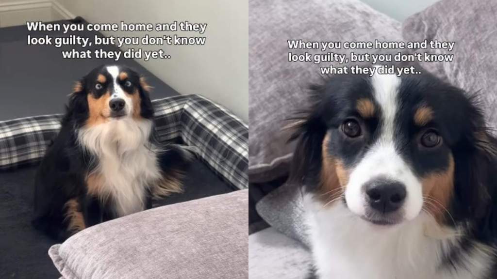 Both Dogs Have the Guiltiest Faces, but Their Crime Is Still a Mystery