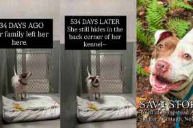 Shelter Dog Hides in Same Corner of Kennel Where She Did After Being Surrendered & Calls for Help