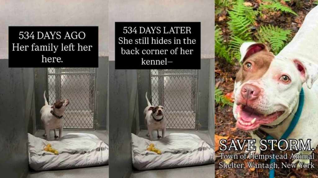 Shelter Dog Hides in Same Corner of Kennel Where She Did After Being Surrendered & Calls for Help