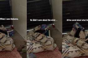 Shelter Dog Finding Comfort Only Way He Can Before a Storm Makes Human Realize Something Heartbreaking