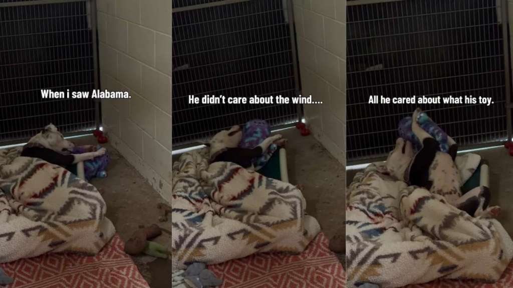Shelter Dog Finding Comfort Only Way He Can Before a Storm Makes Human Realize Something Heartbreaking