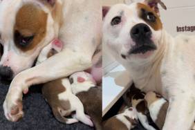 Mama Dog Snuggles Her Baby Tightly, Then Looks Over at Humans Worried She Did Something Wrong