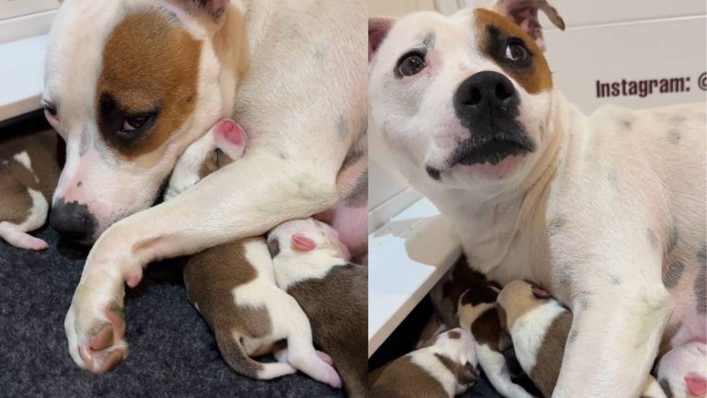Mama Dog Snuggles Her Baby Tightly, Then Looks Over at Humans Worried She Did Something Wrong