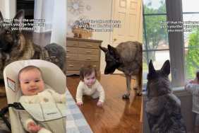 Two Dogs Have Protected Kid Since They Were Little & Still Won't Leave Her Side