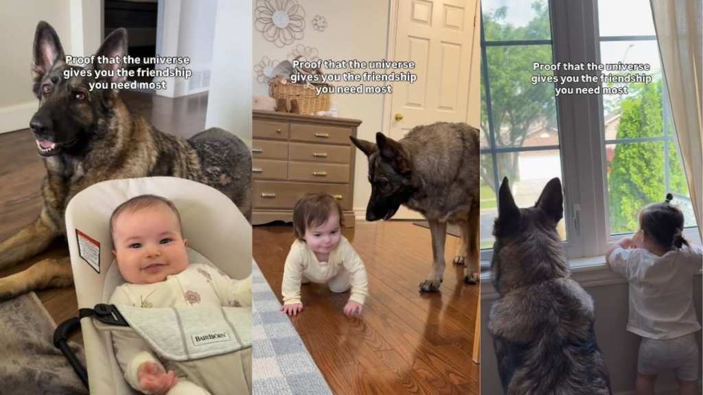 Two Dogs Have Protected Kid Since They Were Little & Still Won't Leave Her Side