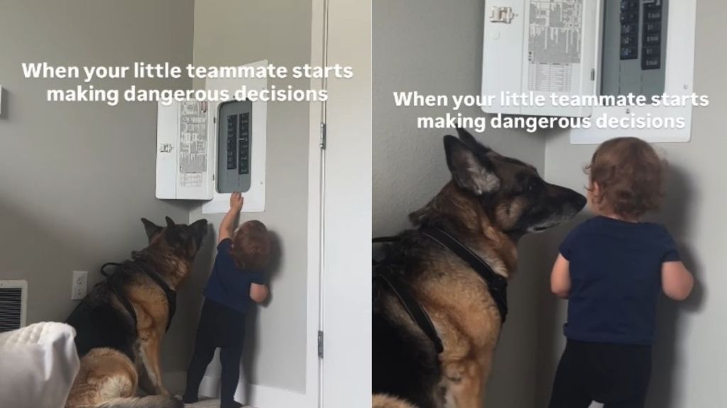 Dog & Toddler Stand Next to the Fuse Box, Then Realize Neither Knows What Comes Next