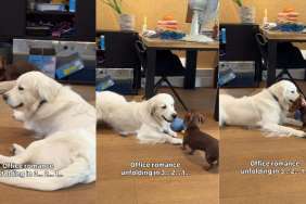 Golden Retriever & Dachshund's 'Office Romance' Starts Slow, Then Takes a Turn