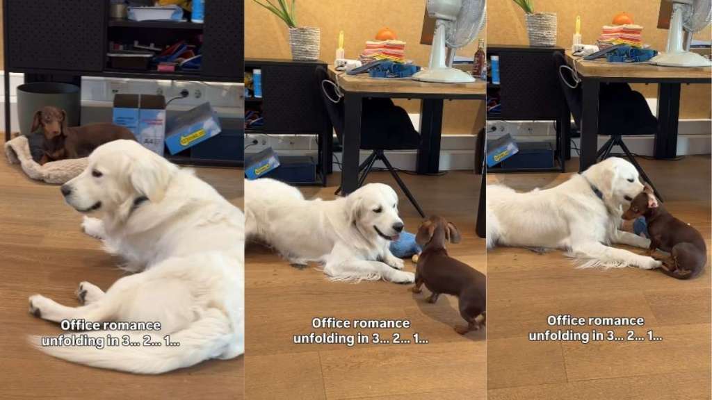 Golden Retriever & Dachshund's 'Office Romance' Starts Slow, Then Takes a Turn