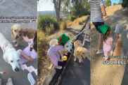 Toddler Warns Golden Retrievers During Their Walk, Then Comforts Them in the Sweetest Way