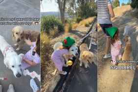 Toddler Warns Golden Retrievers During Their Walk, Then Comforts Them in the Sweetest Way