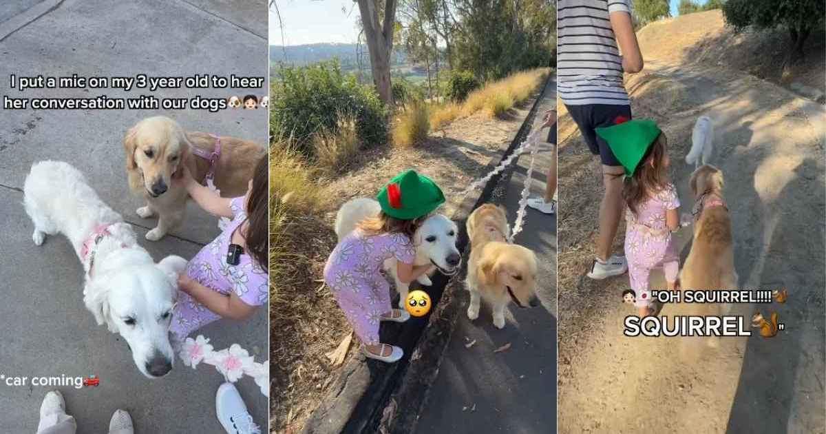 Toddler Warns Golden Retrievers During Their Walk, Then Comforts Them in the Sweetest Way - DogTime