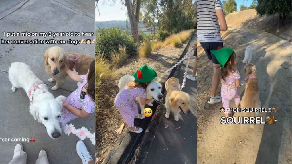 Toddler Warns Golden Retrievers During Their Walk, Then Comforts Them in the Sweetest Way