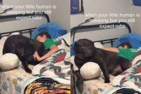 Big Dog Sleeps Next to Little Human & Makes It Clear He Wants More Than Just Snuggles