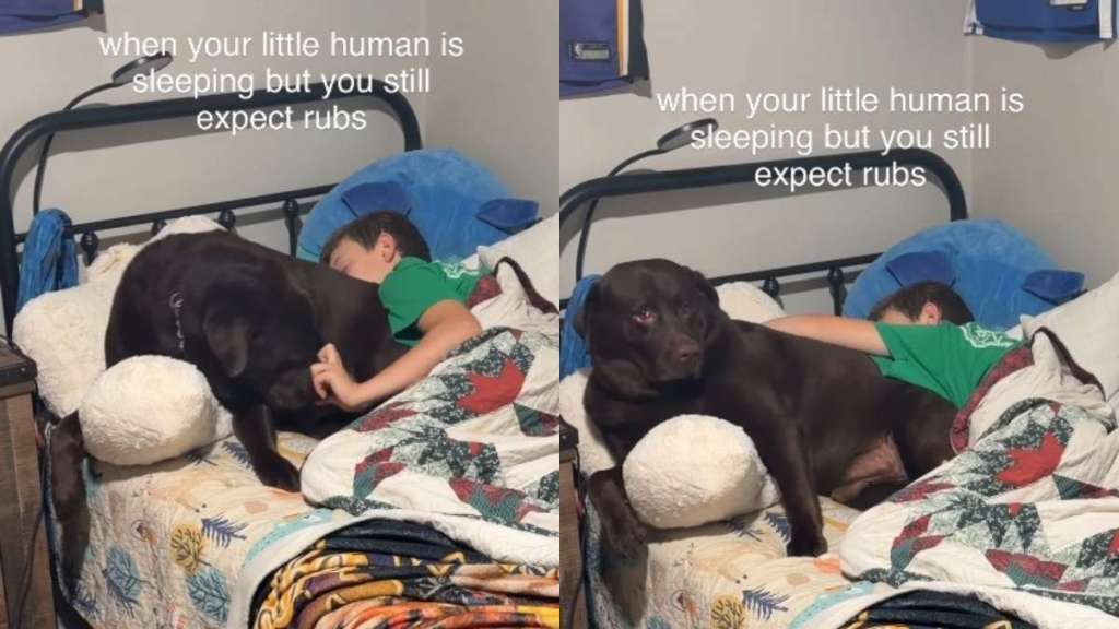 Big Dog Sleeps Next to Little Human & Makes It Clear He Wants More Than Just Snuggles