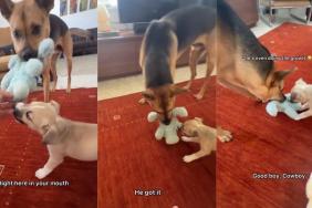 Rescue Dog & His Dad Team up To Teach Foster Puppy How To Play Tug-Of-War