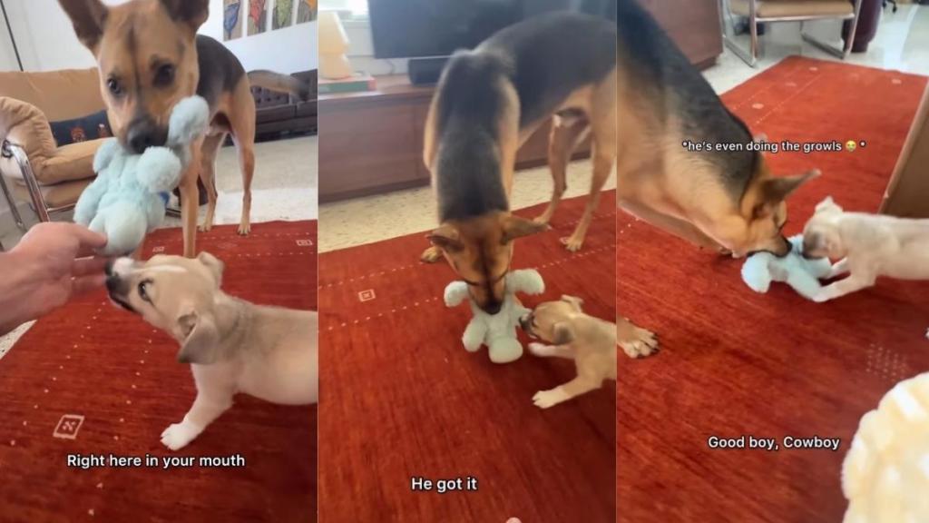 Rescue Dog & His Dad Team up To Teach Foster Puppy How To Play Tug-Of-War