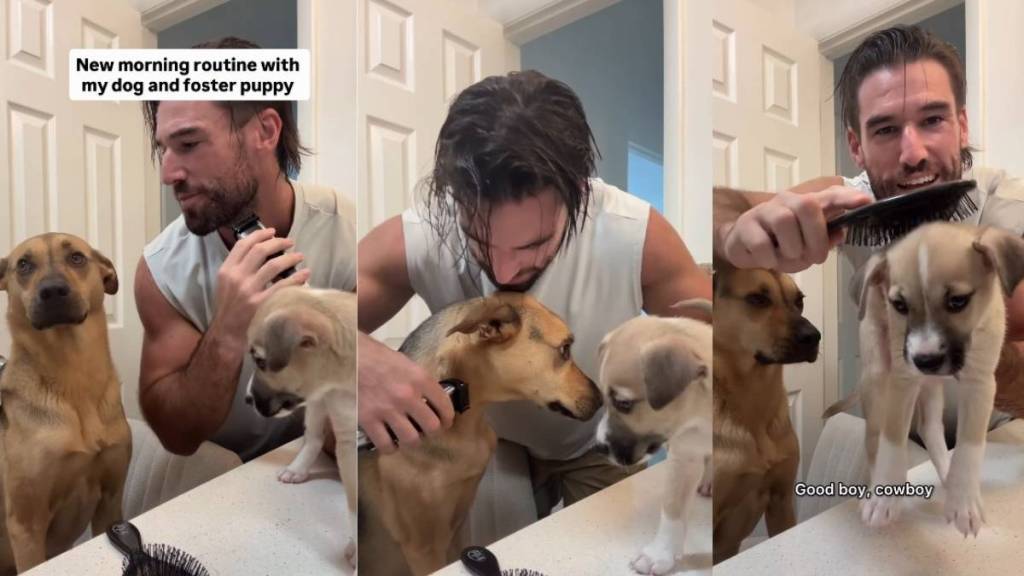 Rescue Dog Happily Welcomes Foster Puppy Into Dad’s Morning Routine