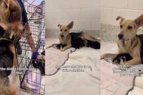 Shelter Mama Dog Needs a Safe Place To Raise Her 12 Newborn Puppies