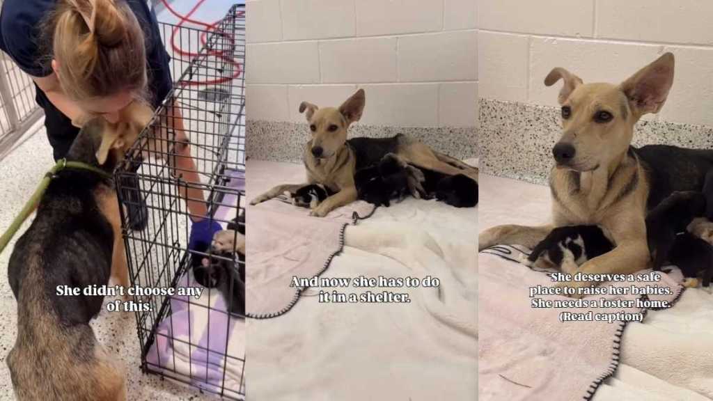 Shelter Mama Dog Needs a Safe Place To Raise Her 12 Newborn Puppies