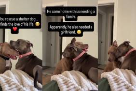 Human Thinks They’re Just Rescuing Shelter Dog, Only To Bring Home to His Soulmate & Family