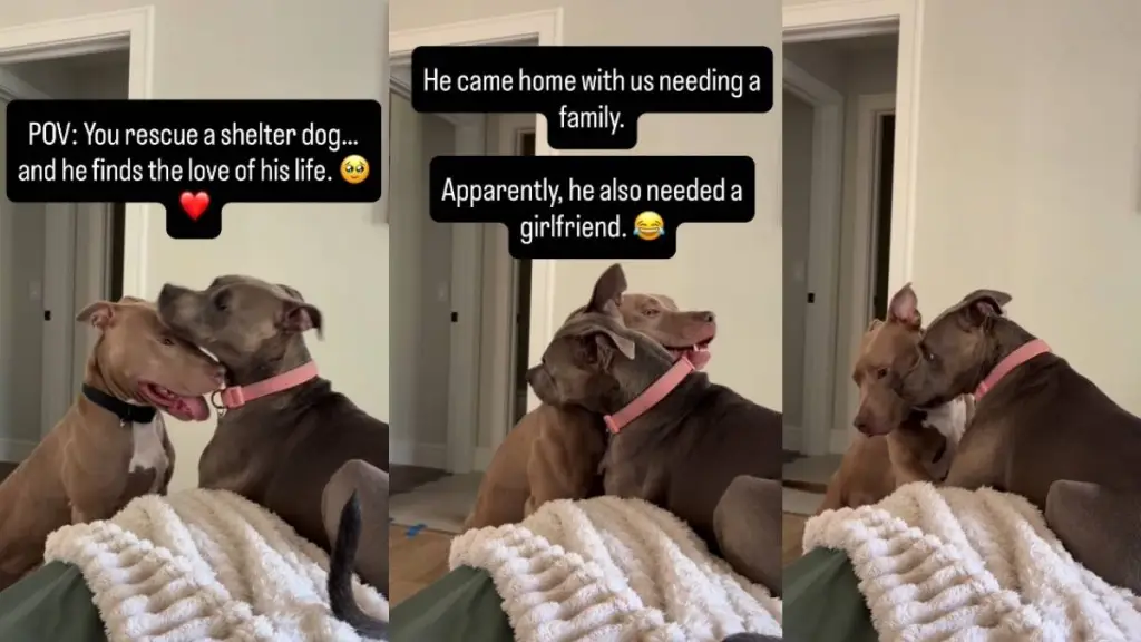 Human Thinks They’re Just Rescuing Shelter Dog, Only To Bring Home to His Soulmate & Family