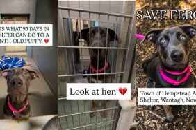 Shelter Dog Found as a Stray Spends Her Puppyhood Living Stressed Inside Kennel Bars