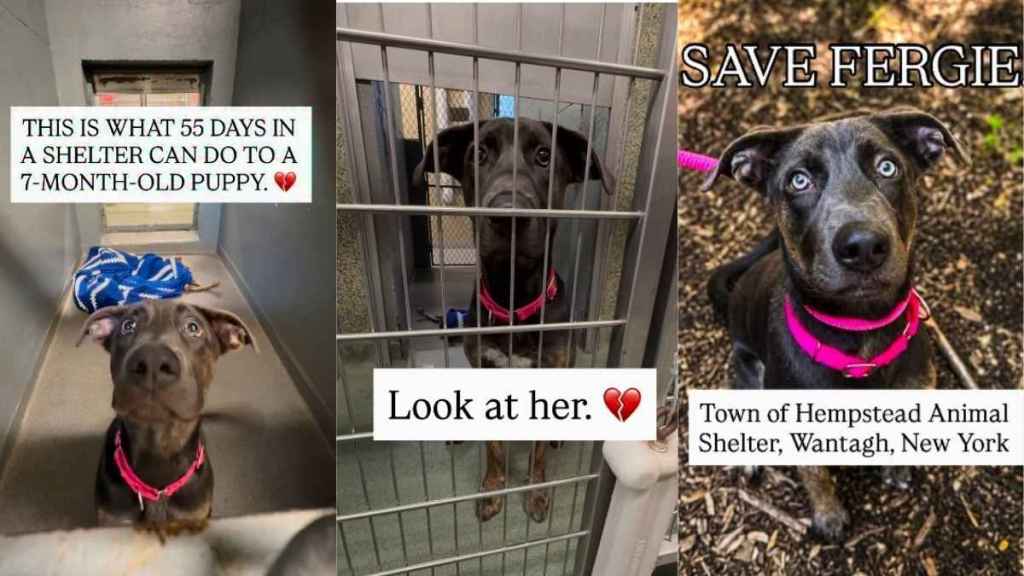 Shelter Dog Found as a Stray Spends Her Puppyhood Living Stressed Inside Kennel Bars