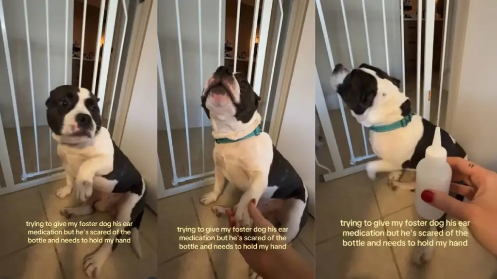 Foster Dog Demands Mandatory Paw Hold From Mom or Else He Won’t Take His Medication