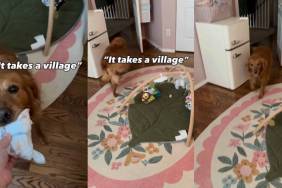 Golden Retriever Takes Her Diaper Duties Seriously When Mom Tends to the Baby
