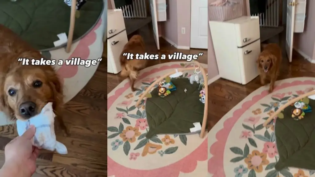 Golden Retriever Takes Her Diaper Duties Seriously When Mom Tends to the Baby