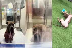 Shelter Dog Won’t Even Blink Inside Kennel, but Turns Into a Goofball Once She’s Outside