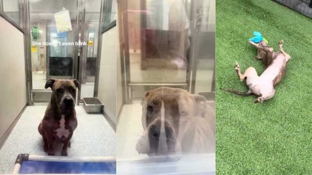 Shelter Dog Won’t Even Blink Inside Kennel, but Turns Into a Goofball Once She’s Outside