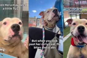 Shelter Dog Found Tied to a Pole Proves She Worth So Much More Than Her Cruel Past