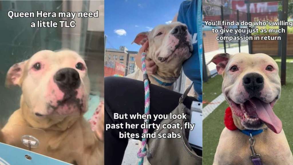 Shelter Dog Found Tied to a Pole Proves She Worth So Much More Than Her Cruel Past