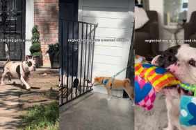 Neglected Dog Chained up Outside a Home Finds Unexpected Rescuers Wanting To Care for Him