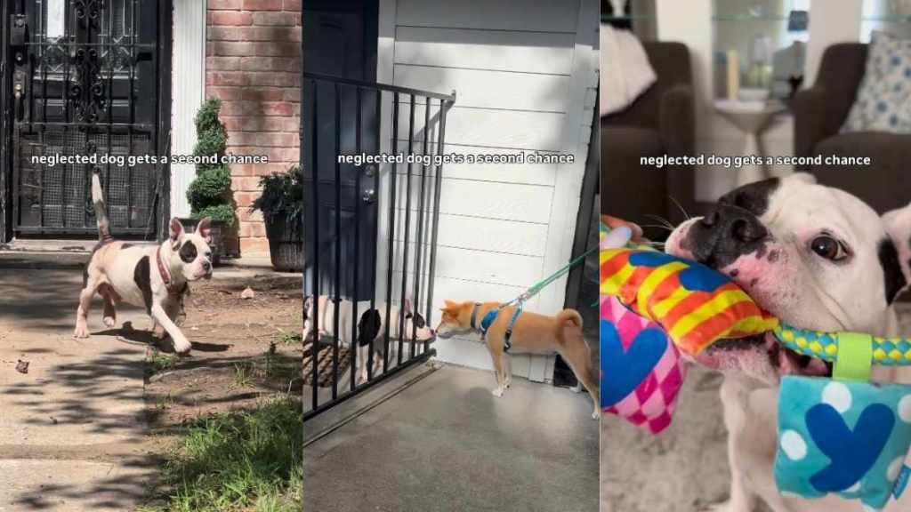 Neglected Dog Chained up Outside a Home Finds Unexpected Rescuers Wanting To Care for Him