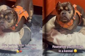 Shelter Dog Completely Freezes & Looks Outside His Kennel, Wondering Where His Humans Went